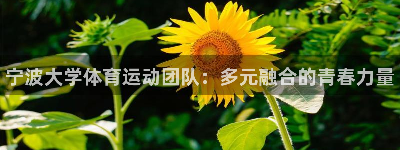 球客岛：宁波大学体育运动团队：多元融合的青春力量